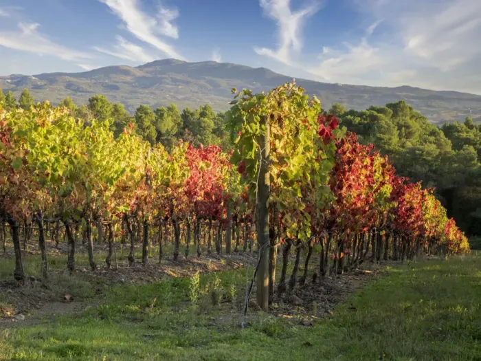 Framed Print : Europe, Italy, Chianti. Vineyard in autumn in the Chianti region of Tuscany