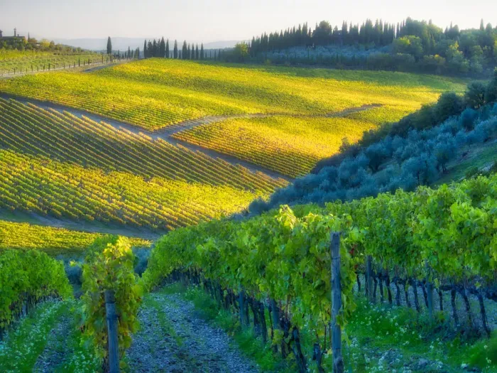 Framed Print : Europe, Italy, Chianti. Vineyard in autumn in the Chianti region of Tuscany