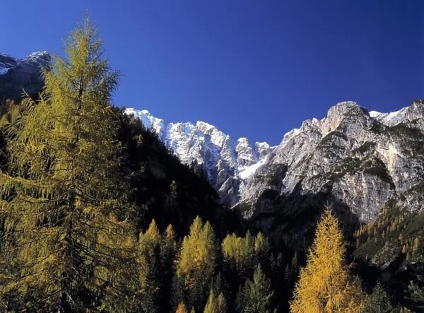 Europe, Italy, Dolomite Alps. Larch trees in autumn colors foreground the snow-dusted Dolomite Alps