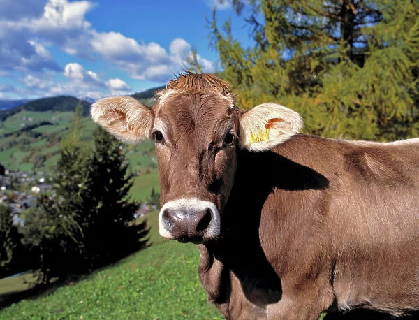 Europe, Italy, Dolomite Alps. A Swiss Brown cow greets hikers in the Dolomite Alps