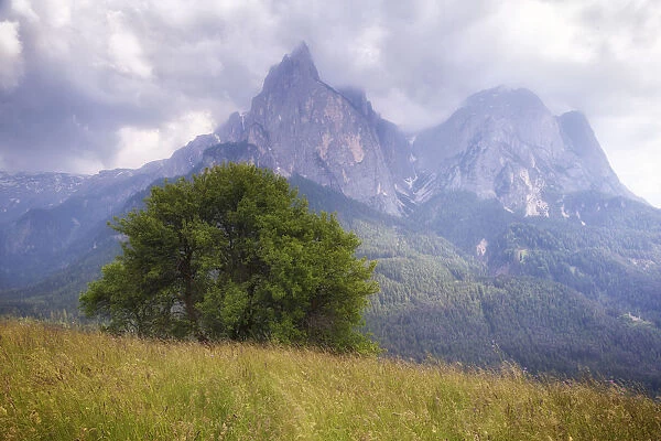 Europe, Italy, Dolomite Mountains, South Tyrol. Tree and mountains landscape. Credit as