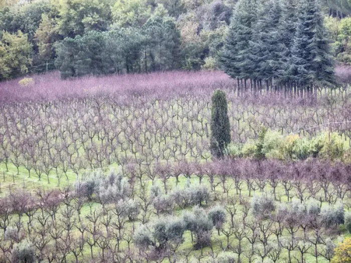 Framed Print : Europe; Italy Montepulciano; Almond Grove in the Autumn Season Framed Print : Europe; Italy Montepulciano; Almond Grove in the Autumn Season