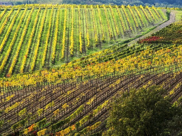 Europe; Italy Montepulciano; Autumn Vinyards in full color near Montepulciano
