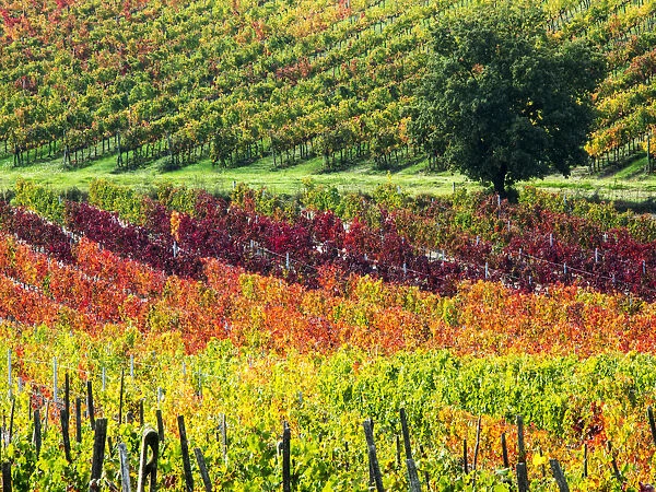 Europe; Italy Montepulciano; Autumn Vinyards in full color near Montepulciano