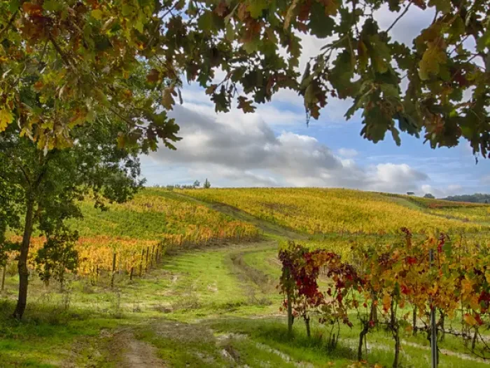 Framed Print : Europe; Italy Montepulciano; Autumn Vinyards in full color near Montepulciano Framed Print : Europe; Italy Montepulciano; Autumn Vinyards in full color near Montepulciano