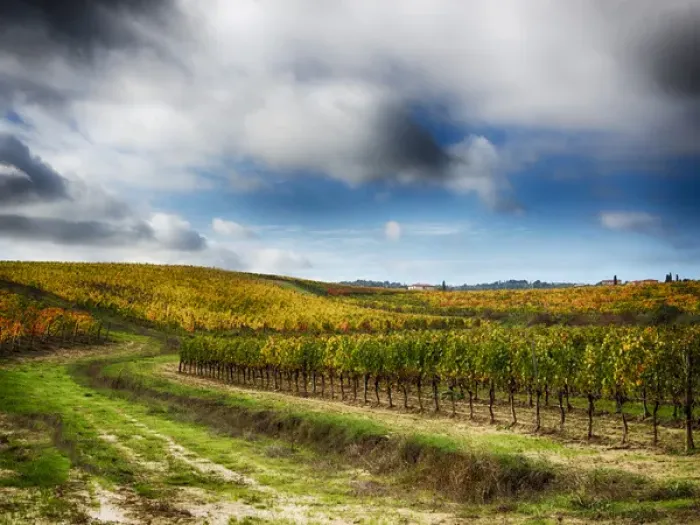 Framed Print : Europe; Italy Montepulciano; Autumn Vinyards in full color near Montepulciano Framed Print : Europe; Italy Montepulciano; Autumn Vinyards in full color near Montepulciano
