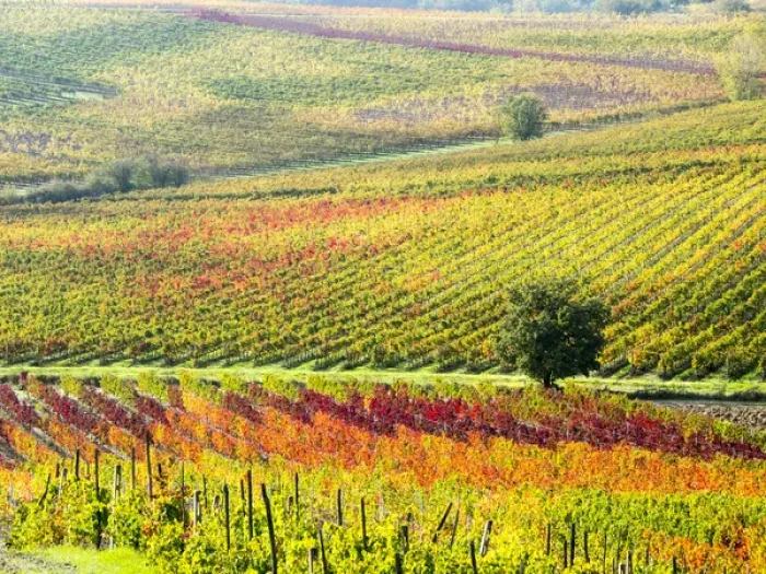 Framed Print : Europe; Italy Montepulciano; Autumn Vinyards in full color near Montepulciano Framed Print : Europe; Italy Montepulciano; Autumn Vinyards in full color near Montepulciano