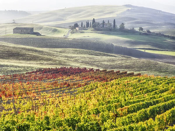 Europe; Italy; San Quirico; Autumn Vinyards in full color near San Quirico