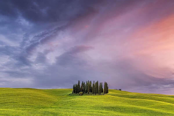 Europe, Italy, San Quirico d Orcia. Cypress grove at sunset