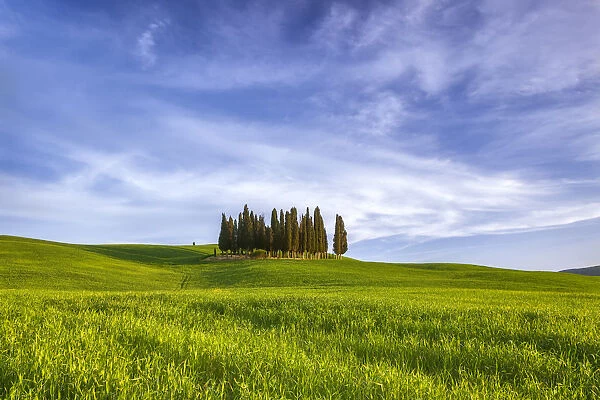 Europe, Italy, San Quirico d Orcia. Cypress grove in landscape