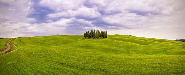 Europe, Italy, San Quirico d Orcia. Cypress grove in panoramic
