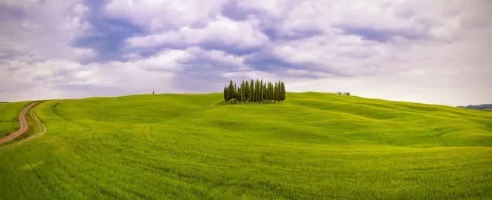 Framed Print : Europe, Italy, San Quirico d Orcia. Cypress grove in panoramic Framed Print : Europe, Italy, San Quirico d Orcia. Cypress grove in panoramic