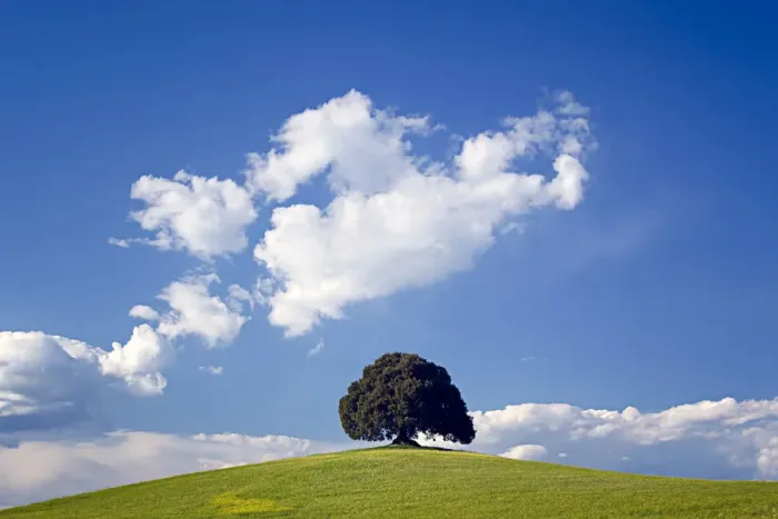 Framed Print : Europe, Italy, San Quirico d Orcia. Tree on hill