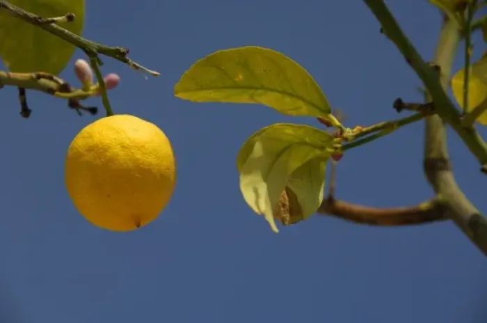 Framed Print : Europe, Italy, Sicily, Taormina. Local lemon tree