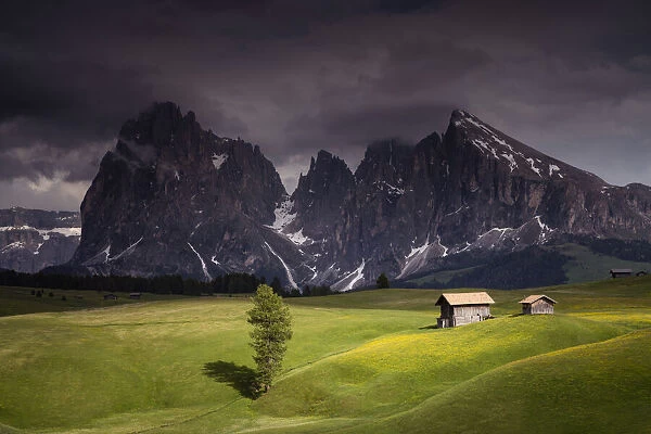 Europe, Italy, South Tirol. Alpine meadows with the Sasso Lungo