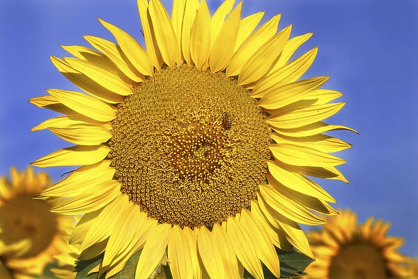 Europe Italy Tuscan Sunflower