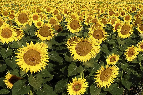 Europe Italy Tuscan Sunflowers