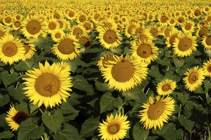 Framed Print : Europe Italy Tuscan Sunflowers Framed Print : Europe Italy Tuscan Sunflowers