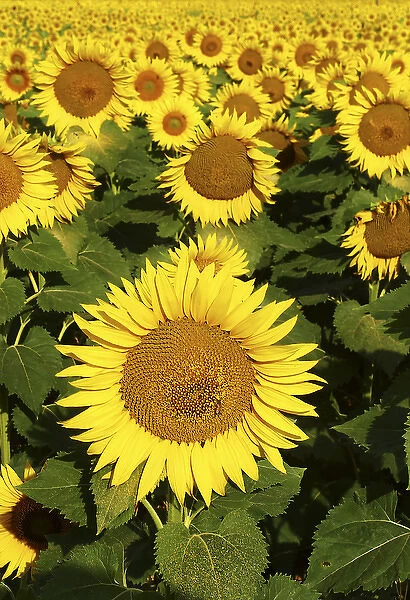 Europe Italy Tuscan Sunflowers 2
