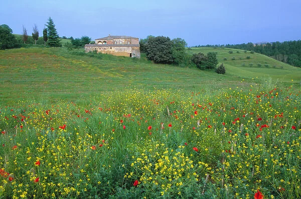 Europe, Italy, Tuscany. Abandoned villa in field of wildflowers
