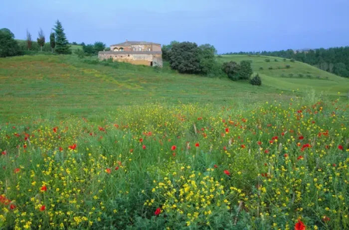 Framed Print : Europe, Italy, Tuscany. Abandoned villa in field of wildflowers Framed Print : Europe, Italy, Tuscany. Abandoned villa in field of wildflowers