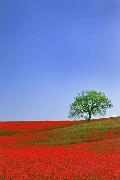 Europe, Italy, Tuscany. Abstract of oak tree on red flower-covered hillside. Credit as