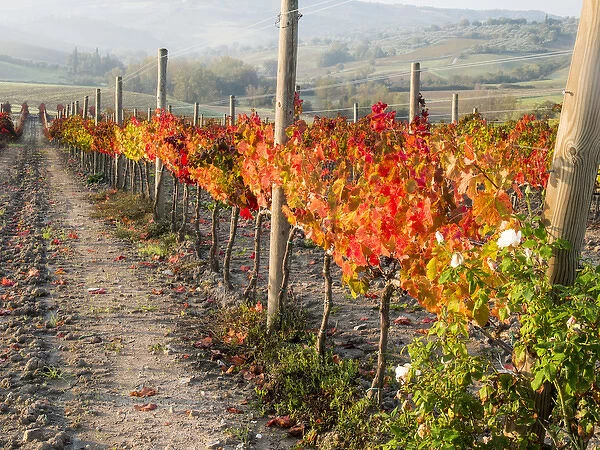 Europe, Italy, Tuscany. Autumn vineyards in bright colors