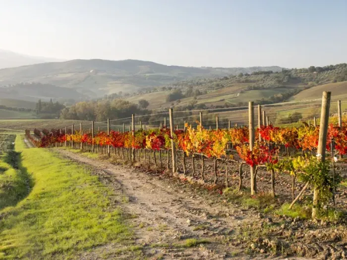 Framed Print : Europe, Italy, Tuscany. Autumn vineyards in bright colors Framed Print : Europe, Italy, Tuscany. Autumn vineyards in bright colors