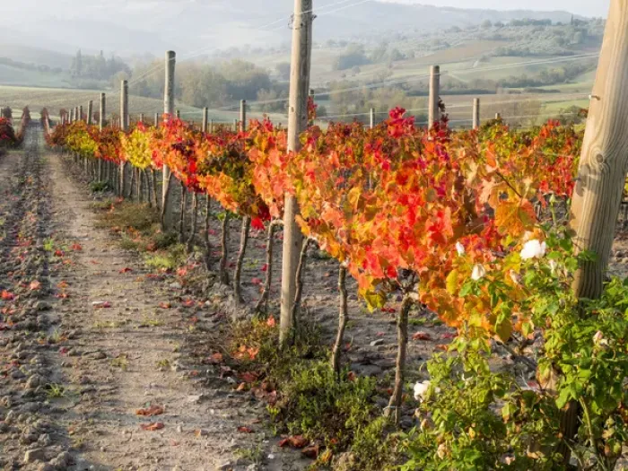 Framed Print : Europe, Italy, Tuscany. Autumn vineyards in bright colors Framed Print : Europe, Italy, Tuscany. Autumn vineyards in bright colors