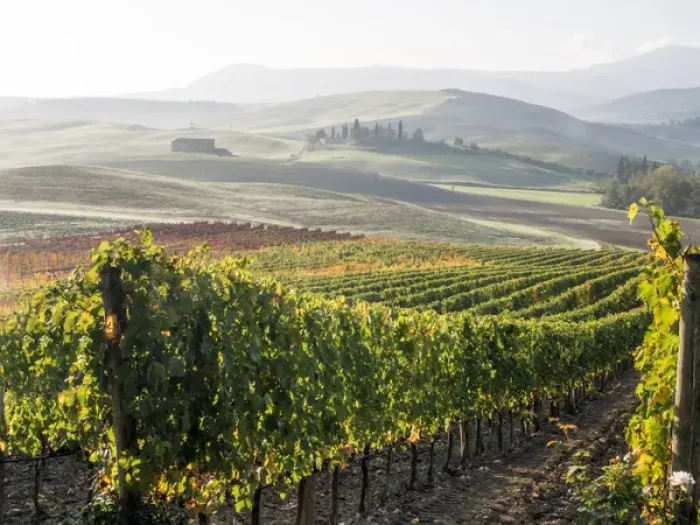 Framed Print : Europe, Italy, Tuscany. Autumn vineyards in bright colors