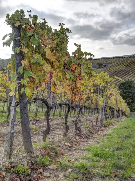 Framed Print : Europe, Italy, Tuscany. Autumn vineyards in bright colors