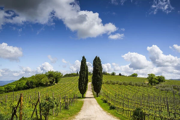 Europe, Italy, Tuscany, Chianti. Vineyard and cypress trees