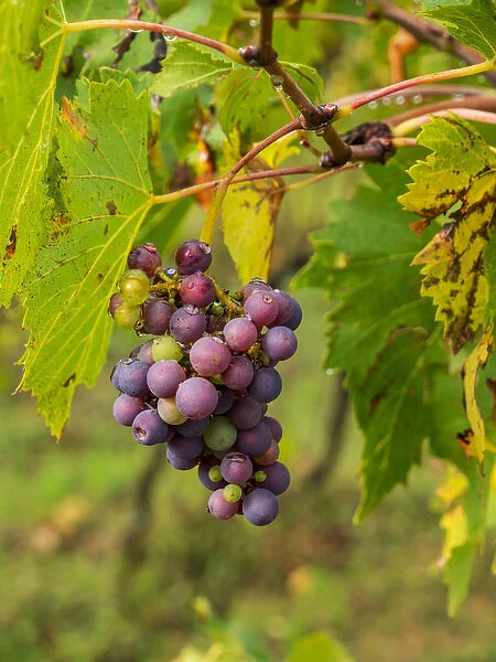 Europe; Italy; Tuscany; Chianti; Autumn; Harvest Grapes waiting to be picked