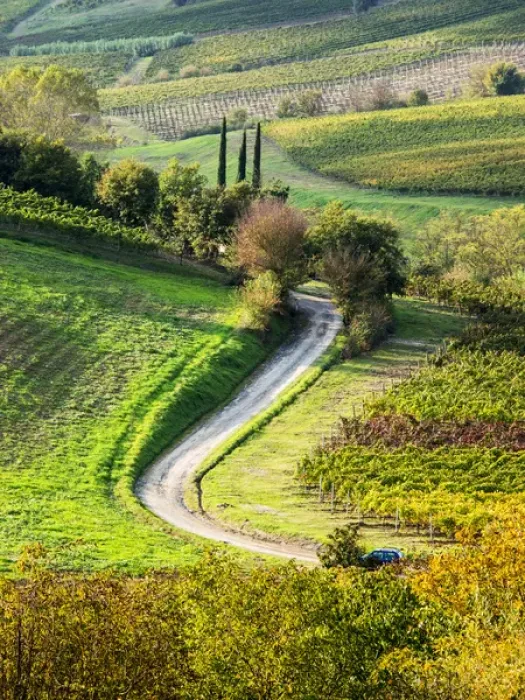 Framed Print : Europe; Italy; Tuscany; Chianti; Autumn; Road running through vineyards Framed Print : Europe; Italy; Tuscany; Chianti; Autumn; Road running through vineyards