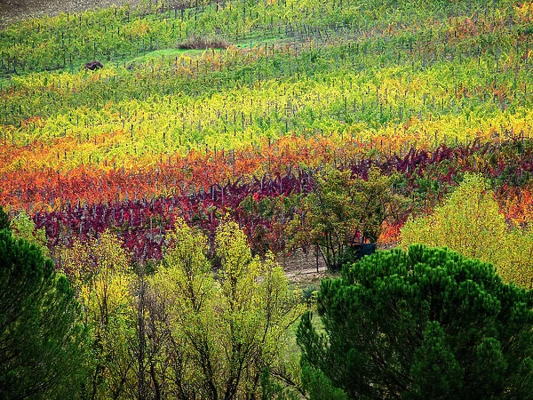Europe; Italy; Tuscany; Chianti; Autumn Vinyards Rows with Bright Color