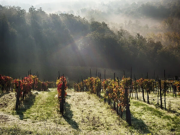 Europe; Italy; Tuscany; Chianti; Autumn Vinyards with Bright Color and Foggy Morning
