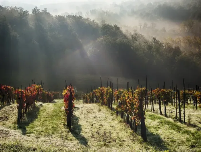 Framed Print : Europe; Italy; Tuscany; Chianti; Autumn Vinyards with Bright Color and Foggy Morning Framed Print : Europe; Italy; Tuscany; Chianti; Autumn Vinyards with Bright Color and Foggy Morning