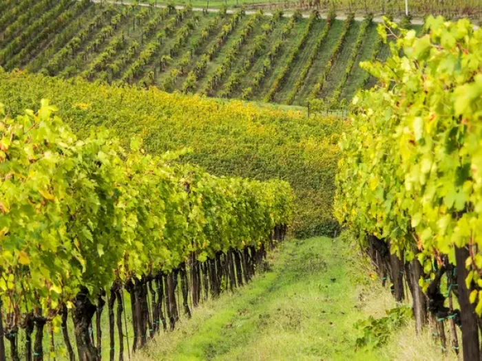 Framed Print : Europe; Italy; Tuscany; Chianti; Autumn Vinyards Rows with Bright Color
