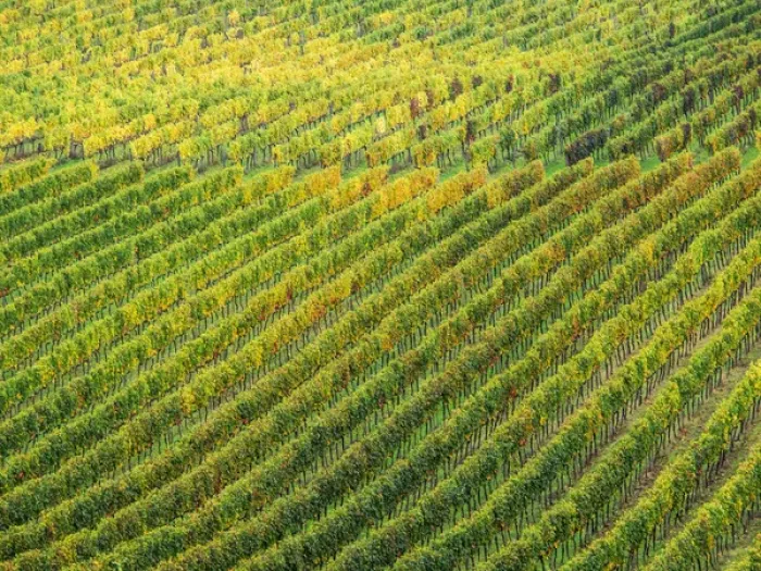 Framed Print : Europe; Italy; Tuscany; Chianti; Autumn Vinyards Rows with Bright Color Framed Print : Europe; Italy; Tuscany; Chianti; Autumn Vinyards Rows with Bright Color