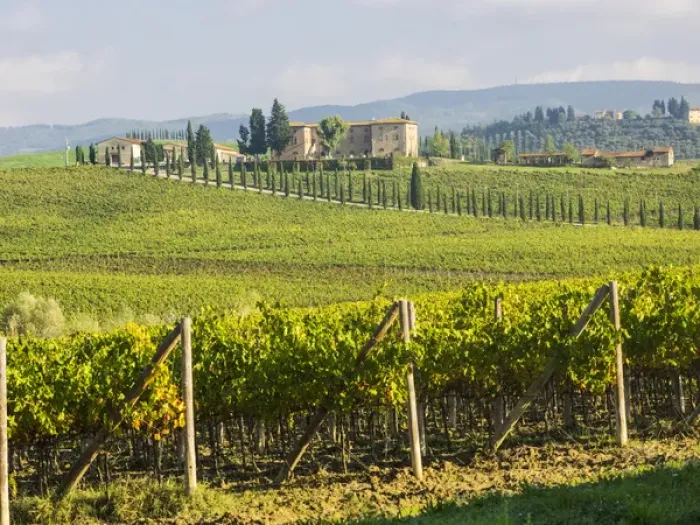 Framed Print : Europe; Italy; Tuscany; Chianti; Autumn Vinyards Rows with Bright Color Framed Print : Europe; Italy; Tuscany; Chianti; Autumn Vinyards Rows with Bright Color