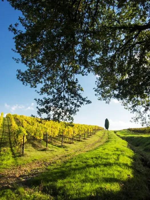 Framed Print : Europe; Italy; Tuscany; Chianti; Autumn Vinyards Rows with Bright Color Framed Print : Europe; Italy; Tuscany; Chianti; Autumn Vinyards Rows with Bright Color
