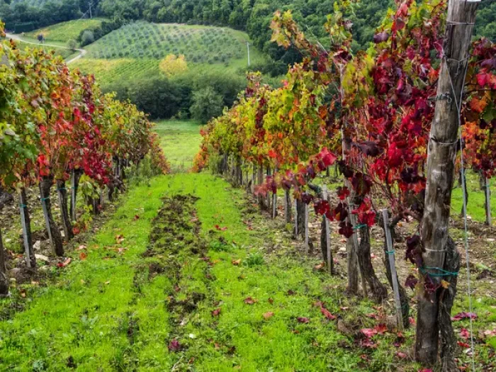 Framed Print : Europe; Italy; Tuscany; Chianti; Autumn Vinyards Rows with Bright Color