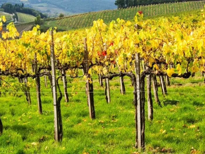 Framed Print : Europe; Italy; Tuscany; Chianti; Autumn Vinyards Rows with Bright Color Framed Print : Europe; Italy; Tuscany; Chianti; Autumn Vinyards Rows with Bright Color