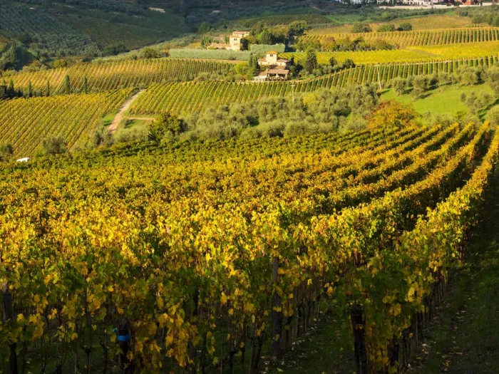 Framed Print : Europe; Italy; Tuscany; Chianti; Autumn Vinyards Rows with Bright Color