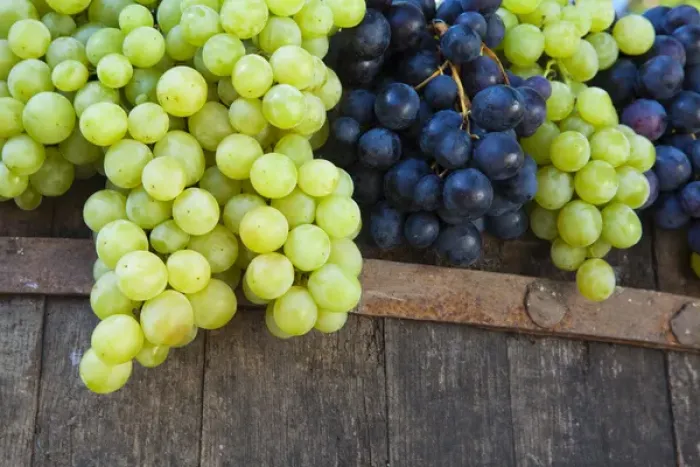 Framed Print : Europe; Italy; Tuscany; Chianti; Freshly Harvested Grapes Framed Print : Europe; Italy; Tuscany; Chianti; Freshly Harvested Grapes