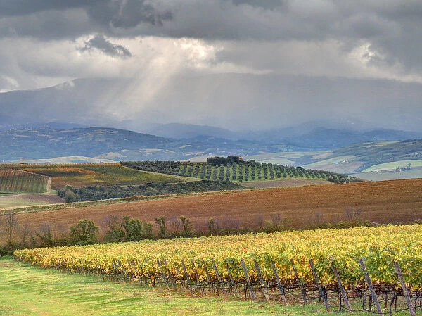 Europe, Italy, Tuscany. Colorful autumn vineyards and olive trees in Tuscany with
