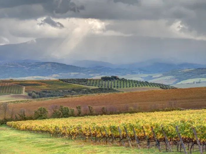 Framed Print : Europe, Italy, Tuscany. Colorful autumn vineyards and olive trees in Tuscany with Framed Print : Europe, Italy, Tuscany. Colorful autumn vineyards and olive trees in Tuscany with
