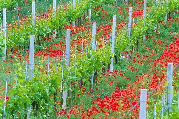 Europe, Italy, Tuscany. Colorful red poppies in vineyard
