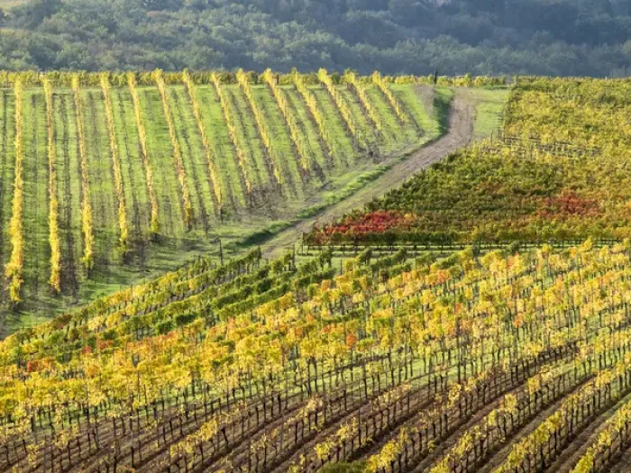 Framed Print : Europe, Italy, Tuscany. Colorful vineyards in autumn in the Val d Orcia region Framed Print : Europe, Italy, Tuscany. Colorful vineyards in autumn in the Val d Orcia region