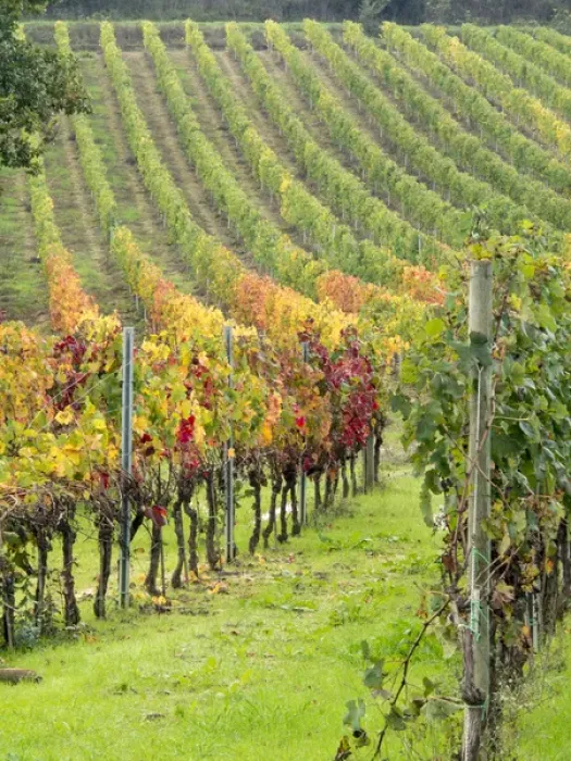 Framed Print : Europe, Italy, Tuscany. Colorful vineyards in autumn in the Val d Orcia region Framed Print : Europe, Italy, Tuscany. Colorful vineyards in autumn in the Val d Orcia region
